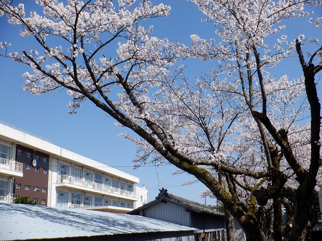 ４月１０日の桜景色